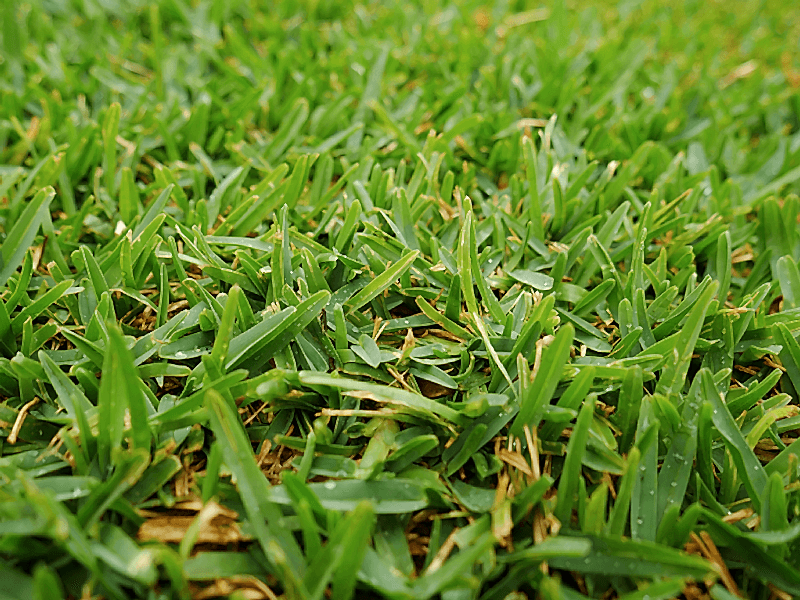 Type Of Turf Image 2