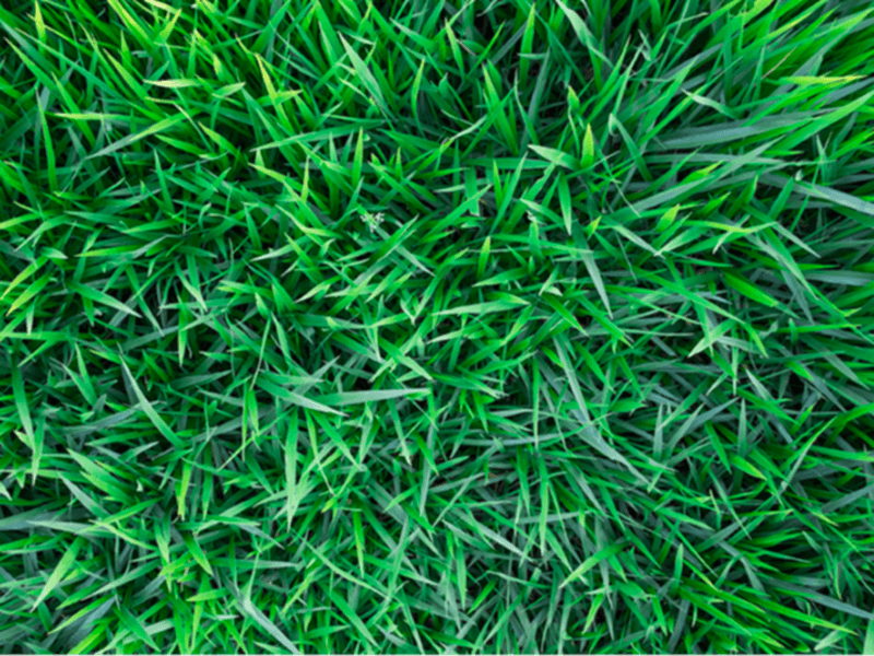 Type Of Turf Image 4